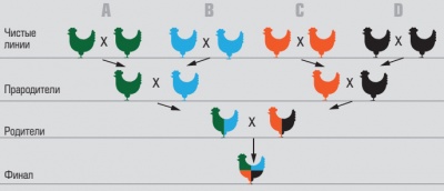 Генетическая пирамида: от селекции пременной птицы до получения товарного яйца на промышленных птицефабриках