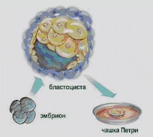Возможности получения эмбриональных стволовых клеток (схема 2)