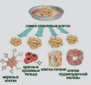 Возможности получения эмбриональных стволовых клеток (схема 3)