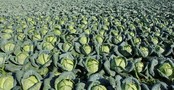 Системообразующие предприятия АПК получат льготные кредиты на поддержание текущей деятельности первыми