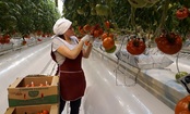 В Екатеринбурге вырастили «ранние» томаты