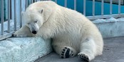 Екатеринбургский зоопарк по ту сторону вольера: обмен животными, тараканы в меду, анонимный опекун жабы