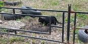 Новый путь автопокрышек: как в Екатеринбурге решают проблему утилизации шин