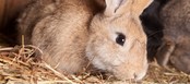 «Оренбургский кролик» построит вторую очередь