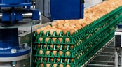 Производство куриных яиц: Тюменский АПК вышел по продуктивности  на первое место в России
