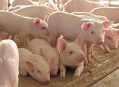 В Тюменской области появится крупнейший в Европе свинокомплекс