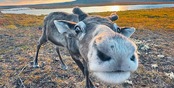 Вещаем по всей стране: видеонаблюдение «Ростелекома» передает колорит суровой Арктики