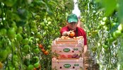 «ТюменьАгро» стремится к полному импортозамещению в растениеводстве закрытого грунта