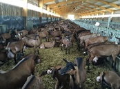 Французские козы обеспечат Урал деликатесными сырами