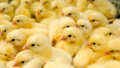 Группа «Черкизово» запустила  производство птицы в Тюменской области
