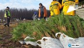 Лес в Тюменской области будет восстановлен в этом году  на площади около 8 тыс. гектаров