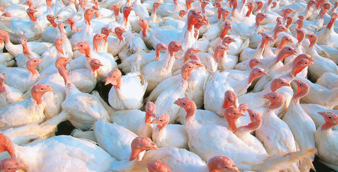 В Челябинской области выявлен очаг птичьего гриппа