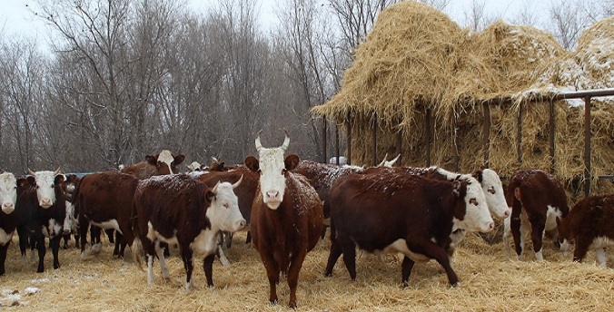 В период зимовки скота в Оренбуржье на 4% увеличилось производство мясной продукции