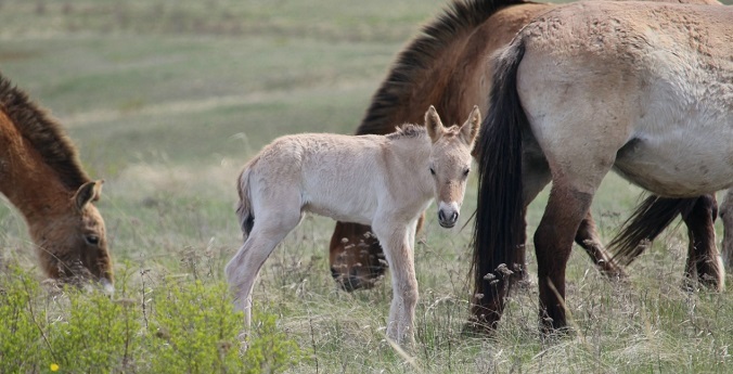 Первый в 2026 году жеребенок лошади Пржевальского родился в Оренбуржье