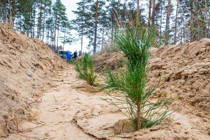 В Тюменской области планируют восстановить 6,94 тыс. гектаров леса в 2022 году