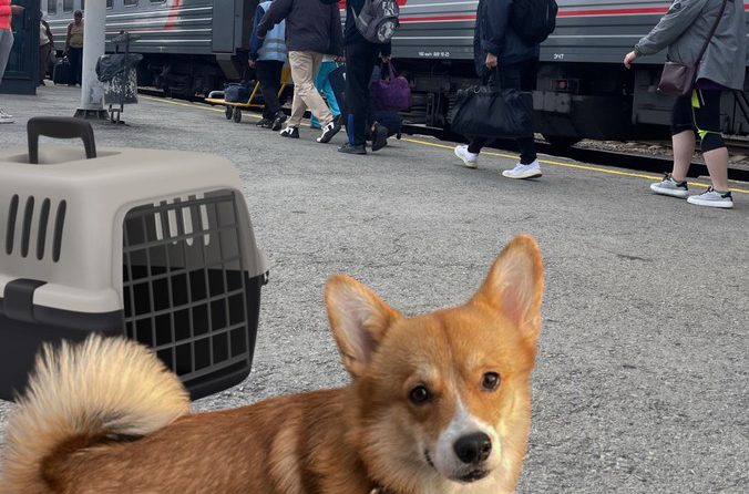 В уральских поездах дальнего следования путешествие вместе с хозяевами совершили 22,5 тыс. домашних животных за 7 месяцев
