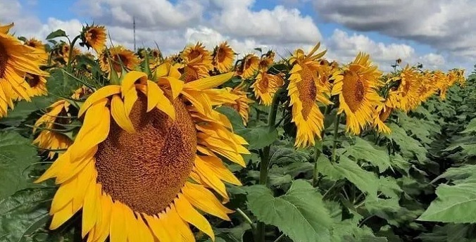 На 64,5% вырос сбор масличных культур в Челябинской области