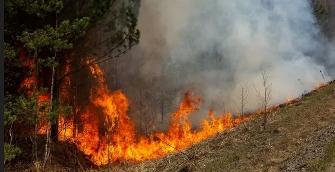 Грибник в Тюменской области выплатит почти 800 тыс. рублей за поврежденные в результате неосторожного обращения с огнем 8 гектаров леса