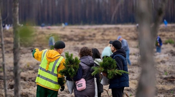 114 400 сосен высадили в Тюменской области