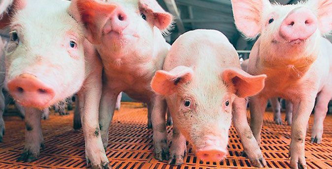 В Удмуртию в колбасе завезли вирус африканской чумы свиней