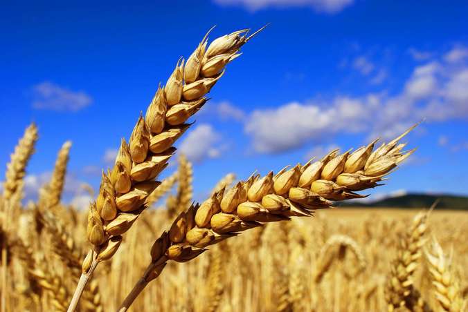 Челябинская область заключила соглашение с Российским зерновым союзом