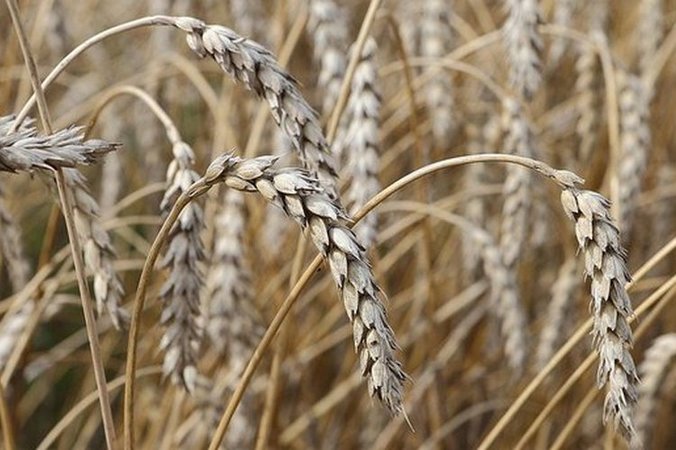 320 млн рублей получат аграрии Свердловской области, пострадавшие от засухи
