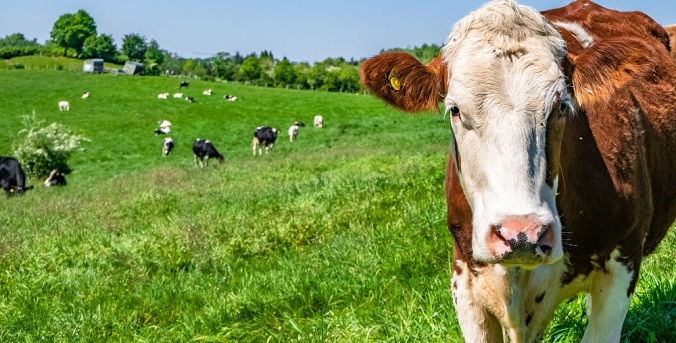 В Прикамье откроют производство витаминно-травяной муки для скота с инвестициями в 350 млн рублей