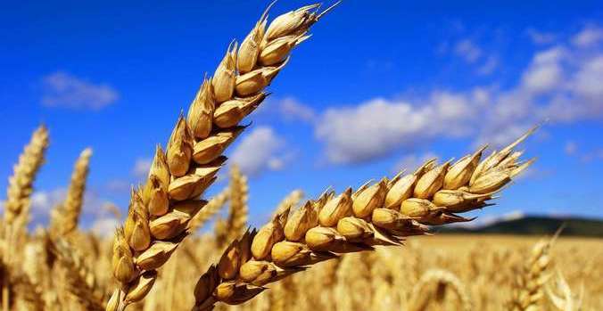 Выращивать пшеницу и построить макаронную фабрику в Оренбуржье намерена компания «Стойленская Нива»