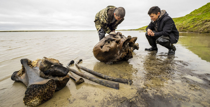 Уникальная находка на Ямале — целый скелет взрослого мамонта