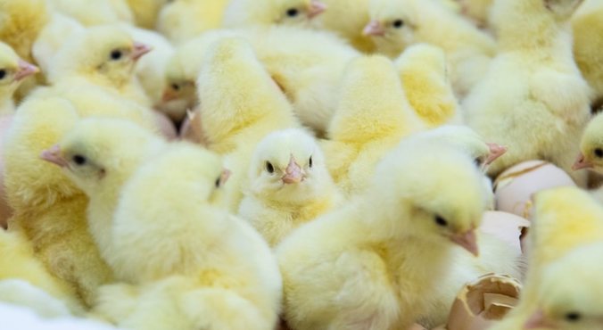 На Боровской птицефабрике в Тюменской области началось восстановление поголовья