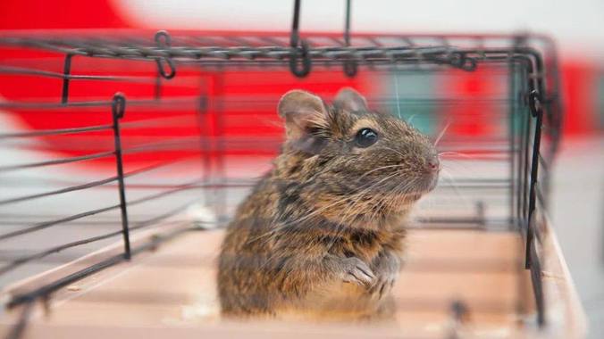 Игуана, сурикаты и бабочки: более 5,8 тыс. домашних животных без сопровождения владельцев перевезено в уральских поездах в 2025 году