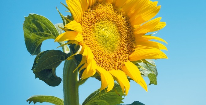 Турки построят в Башкирии семенной завод