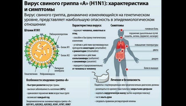 Обнаружен новый тип свиного гриппа с потенциалом пандемии