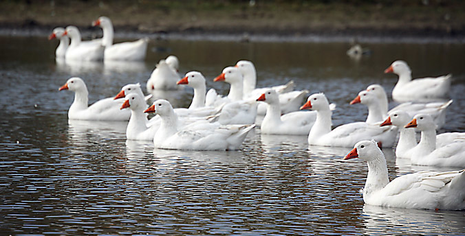 Более чем на четверть увеличила экспорт цыплят, утят и гусят Башкирия
