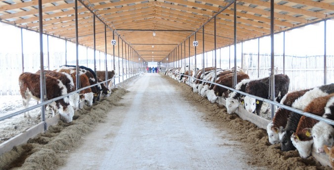 В животноводческом комплексе Buray beef в Башкирии открыли убойный цех