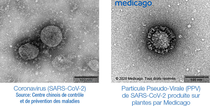 Medicago объявила о разработке вакцины-кандидата против COVID-19 Medicago объявила о разработке вакцины-кандидата против COVID-19