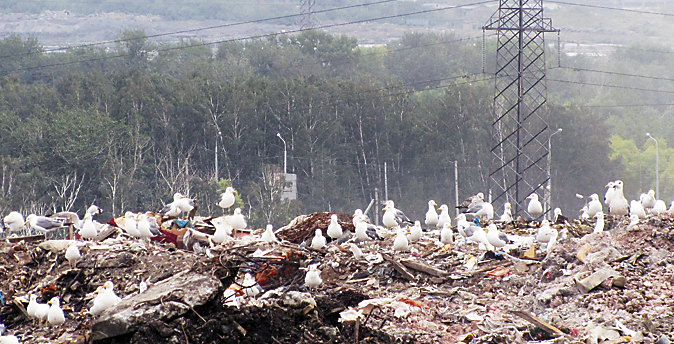 Челябинская городская свалка больше не принимает отходы