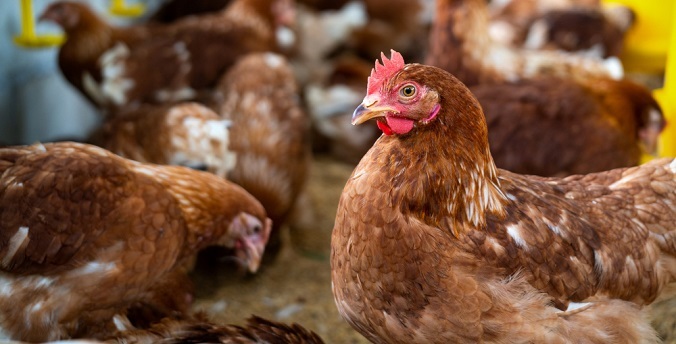 Отпускную цену на мясо птицы снизили почти на 20% производители Свердловской области