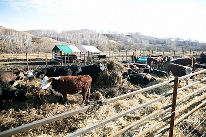«Северная Нива» построит в Оренбуржье два молочных комплекса на 5,6 тыс. коров