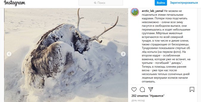Массовая гибель оленей зафиксирована на Ямале