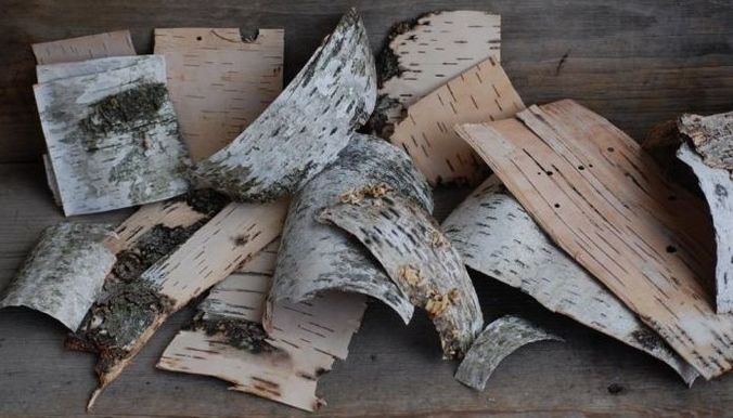 Биологически активные добавки из березовой коры начали производить в Тюменской области