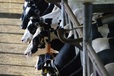 Производителям молока в Свердловской области выделят 148 млн рублей субсидий