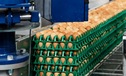 Производство куриных яиц: Тюменский АПК вышел по продуктивности  на первое место в России