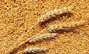 Экспортные пошлины на зерно пересчитают в рублях
