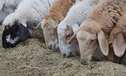 Селекционно-генетический племенной овцеводческий центр построит в Тюменской области  агрохолдинг «Дамате»