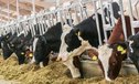 Башкортостан планирует 20 молочных комплексов