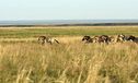 В заповеднике «Оренбургский» успешно восстанавливается популяция лошадей Пржевальского