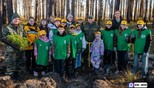 Около 60 тысяч сеянцев сосны высадили в Тюменской области за выходные