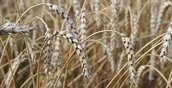Засуха в Челябинской области приведет к недобору около 40% урожая — более 700 тыс. тонн зерновых