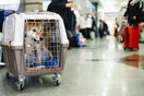 Почти 4,5 тыс. домашних животных без сопровождения владельцев перевезено в уральских поездах с начала года
